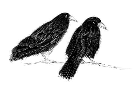 Ilustração mostrando dois corvos em um galho de árvore