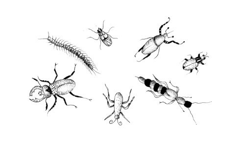 Ilustração mostrando vários insetos e uma centopeia